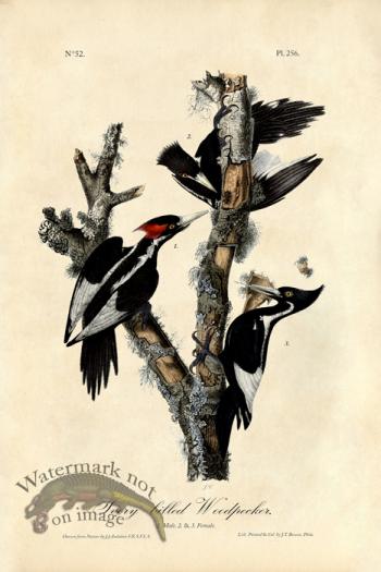 Ivory-billed Woodpecker